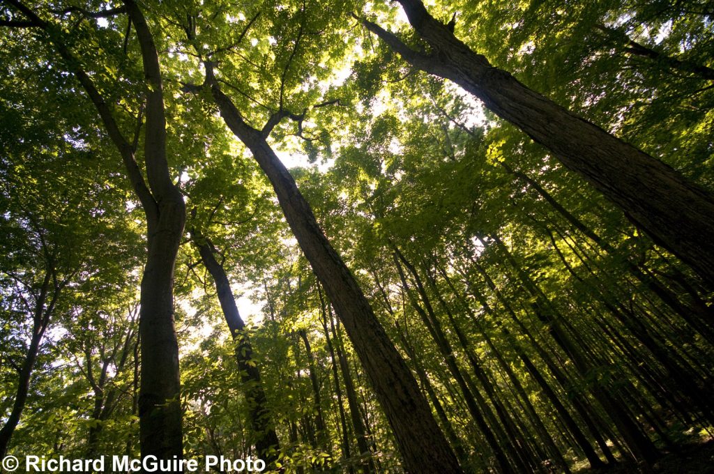 Carolinian forest, near Port Rowan, Ontario