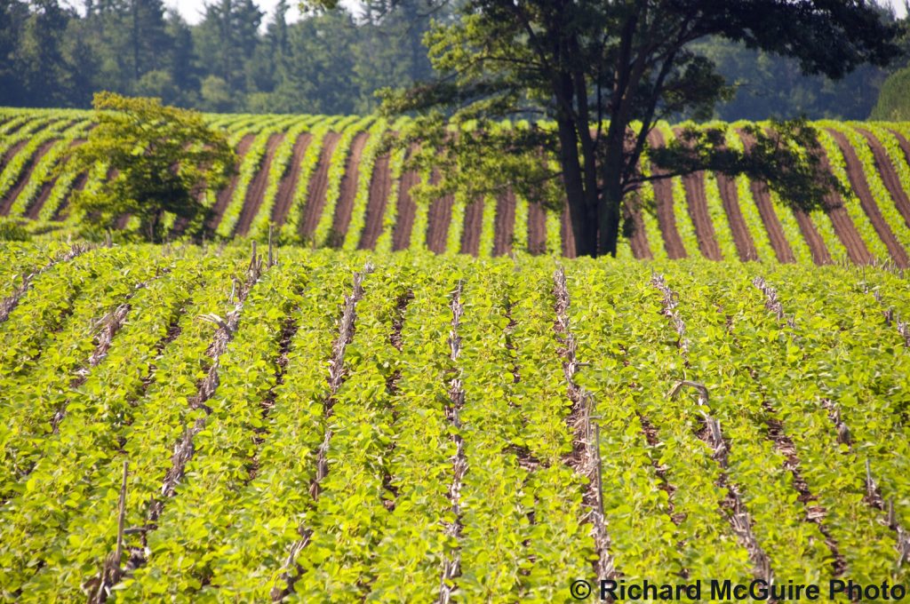 Crop rows, Delhi, Ontario