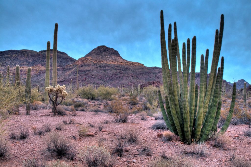 Organ Pipe Cactus National Monument, Arizona