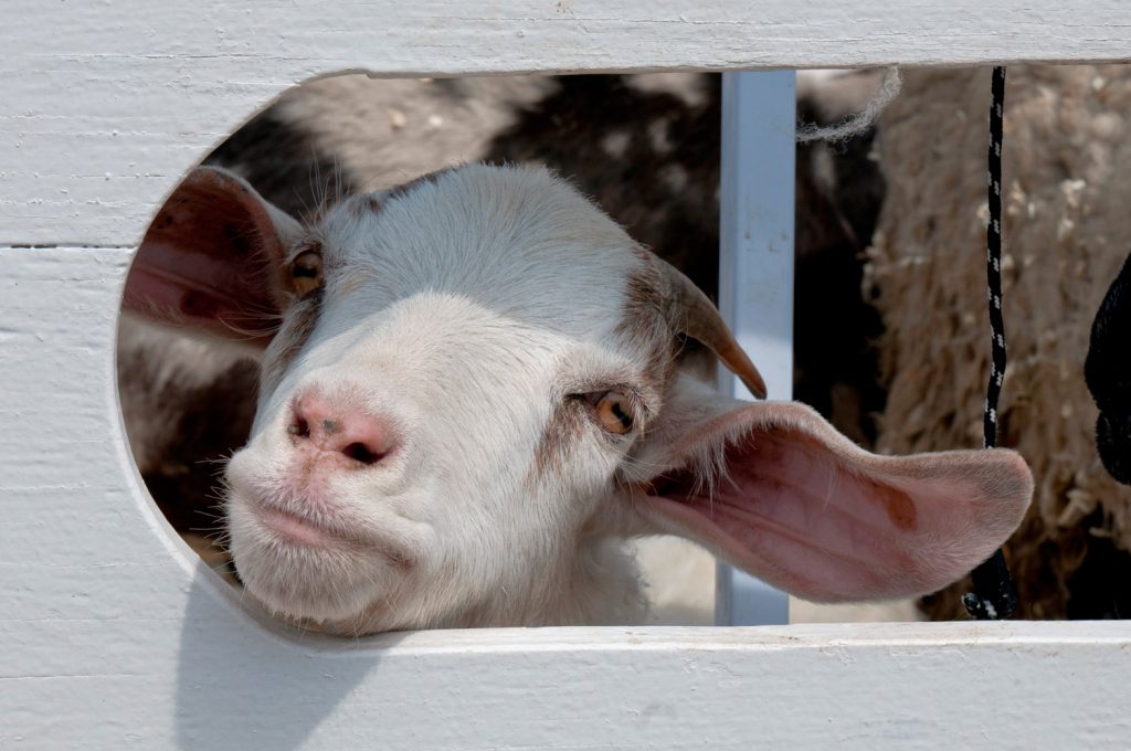 Goat kid in petting zoo