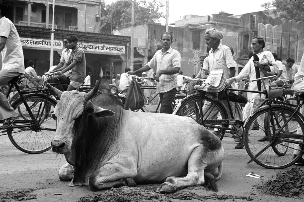 In this typical scene I took in Jaipur, Rajasthan in 1977, a bull lies nonchalantly on the street while hundreds of people pass on bicycles. On that trip I shot a lot of black and white film -- not for aesthetic reasons but simply because of the cost. When I could, I preferred to shoot India's beautiful colours on Kodachrome slides. (© Richard McGuire Photo) 