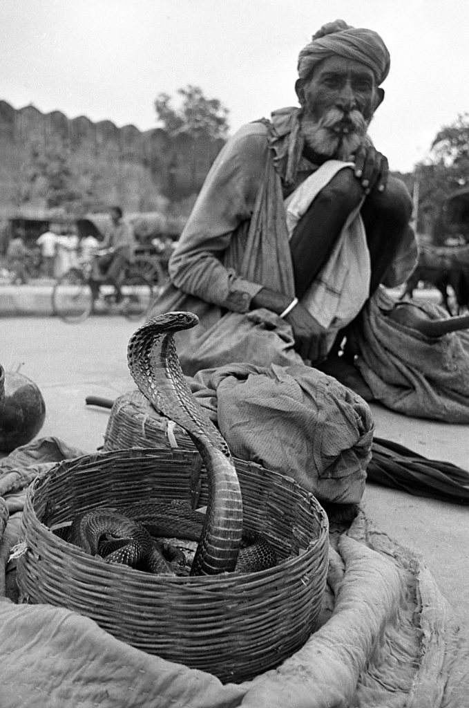 A king cobra rises from a snake charmer's basket in this photo I took in 1977 in Jaipur, Rajasthan. I plan to visit Jaipur again. (© Richard McGuire photo)