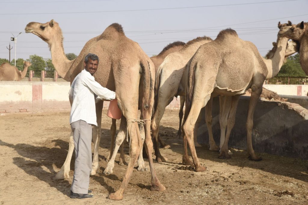 With the camel's legs tied to avoid any unwanted kicks, a milkman takes milk from a camel at the National Research Centre on Camels south of Bikener in Rajasthan. As well as obtaining milk and producing camel dairy products, the centre does extensive research on breeding, camel diseases and uses of other camel products. (Richard McGuire photo)