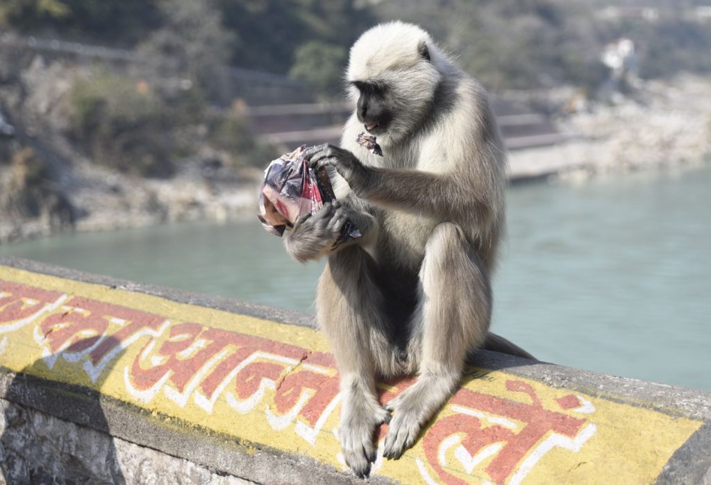 This big male monkey in Rishikesh lunged at a woman tourist in a fraction of a second and grabbed a bag from her thinking it was food. After trying a few bites and spitting out the plastic, he threw her Canon zoom lens to the ground. Fortunately he didn't throw it into the Ganges River, far below the bridge. (Richard McGuire photo)