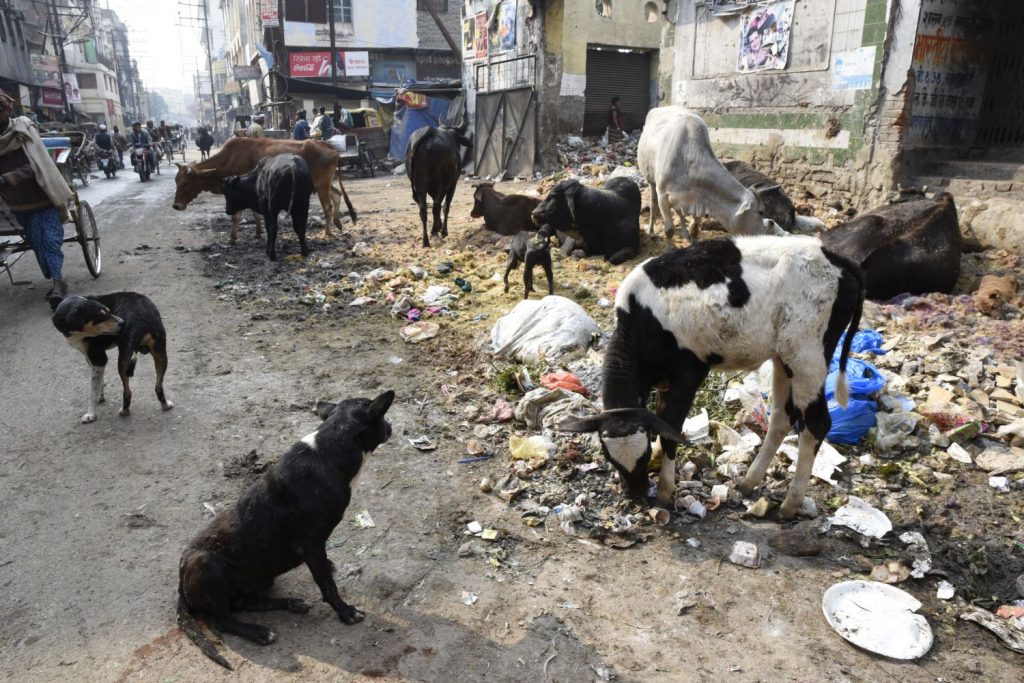 Cows and stray dogs feast at a heap of garbage by a roadside in Varanasi. (Richard McGuire photo)