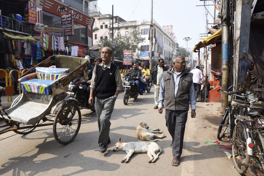 Dogs snooze on the roadway, oblivious to the passing traffic. (Richard McGuire photo)
