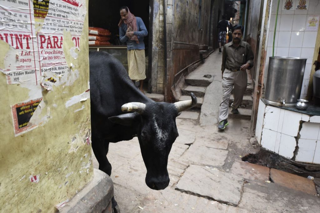 You never know who or what you'll encounter coming around a corner in the old city of Varanasi. (Richard McGuire photo)