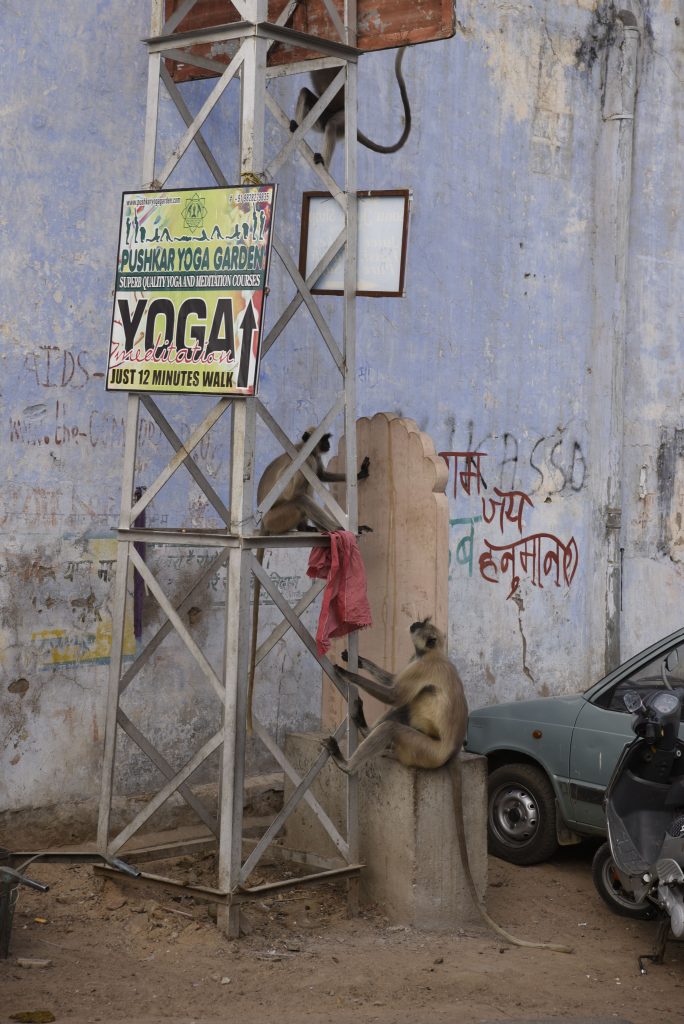 A sign for yoga classes seems to indicate a vertical climb up this tower -- at least that's how these monkeys seemed to interpret it. The monkeys climbed the tower up to wall tops and rooftops where they engaged in all kinds of contortions and play. (Richard McGuire photo)