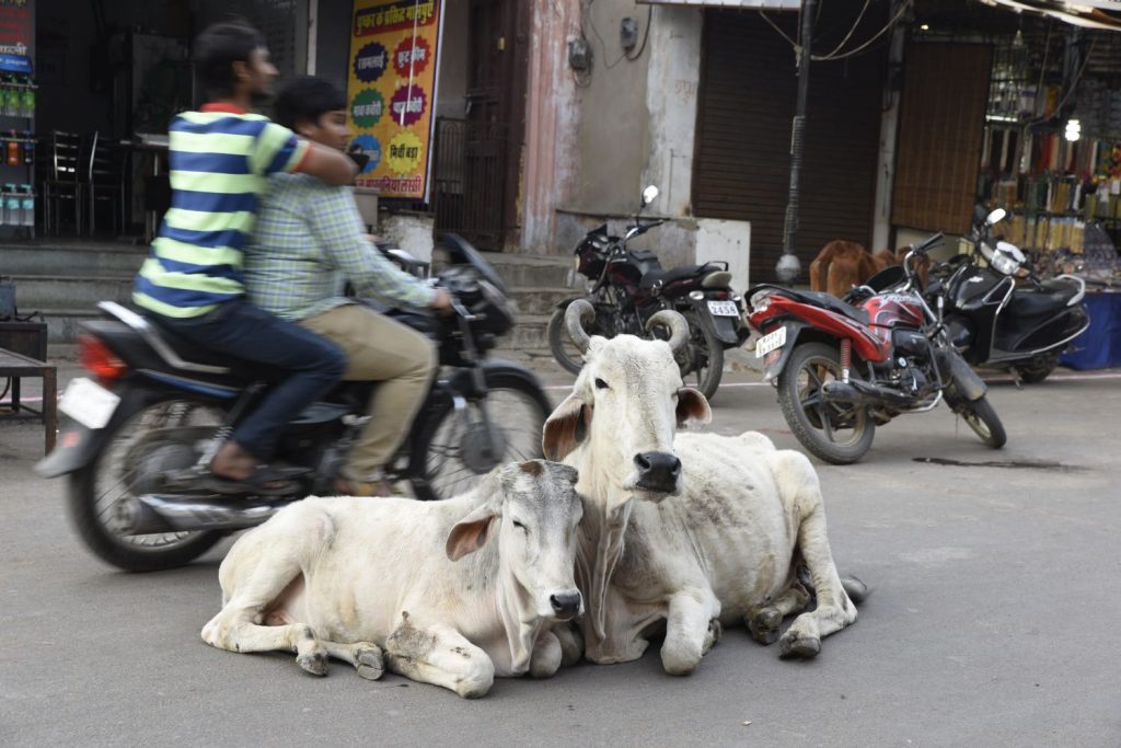 A couple of cows lie in the middle of the road in Pushkar, oblivious to the traffic passing around them. (Richard McGuire photo)