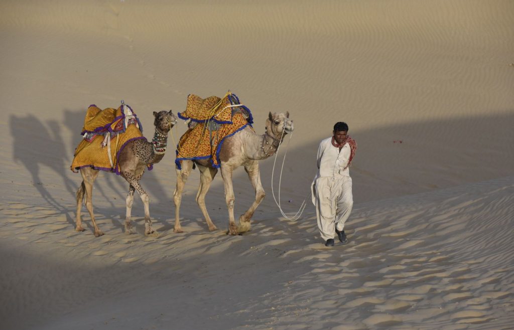 Our camel driver, Piru Khan, moves Lucky (left) and Rocket while we take a break to watch the sunset. (Richard McGuire photo)