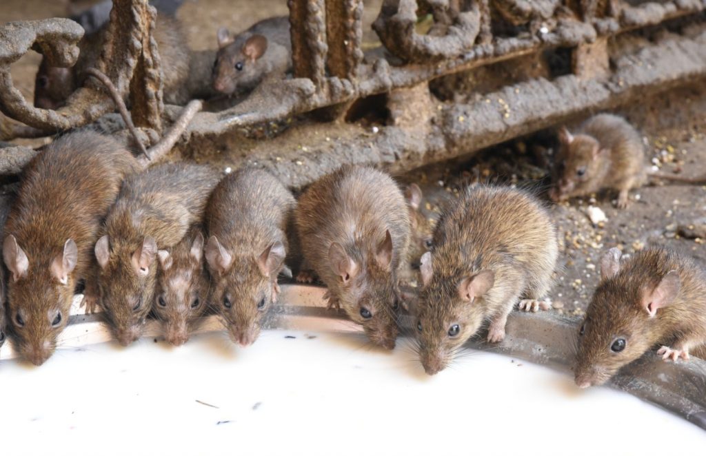 Rats gather for a communal meal of milk at the Karni Mata Temple at Deshnok south of Bikaner in Rajasthan. The rats are believed to be the reincarnated ancestors of town residents and they are accorded great respect with devotees bringing them food. (Richard McGuire photo)