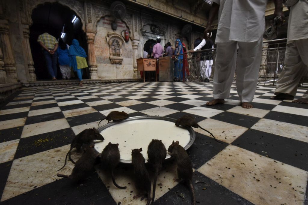 Visitors at the Karni Mata Temple, the rat temple at Deshnok, must enter the temple with bare feet, as with other Hindu temples. This means walking through rat feces, especially around feeding areas like this large bowl of milk. When I checked my shoes, they offered me little cloth open-topped slippers. I normally don't take special treatment, but in this case I made an exception. Nonetheless, one rat did scurry across my foot, apparently an auspicious event. (Richard McGuire photo)