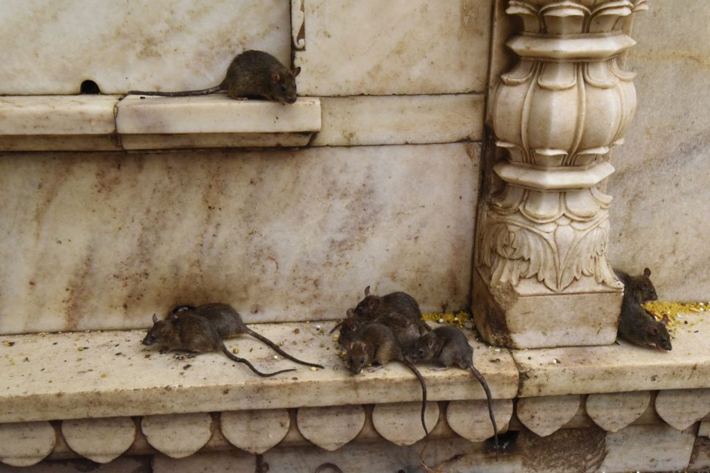 Rats are everywhere in sight at the Karni Mata Temple in Deshnok, south of Bikener in Rajasthan. Believed to be reincarnated residents of the town, the rats eat well with devotees bringing them food and the temple providing big bowls of milk for them. (Richard McGuire photo)
