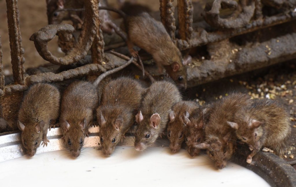 A few of the many hundreds of rats at the Karni Mata Temple in Deshnok gather for a communal meal of milk. Said to be the reincarnated ancestors of town residents, the rats are venerated and treated well at this Hindu temple south of Bikener, Rajasthan. (Richard McGuire photo)