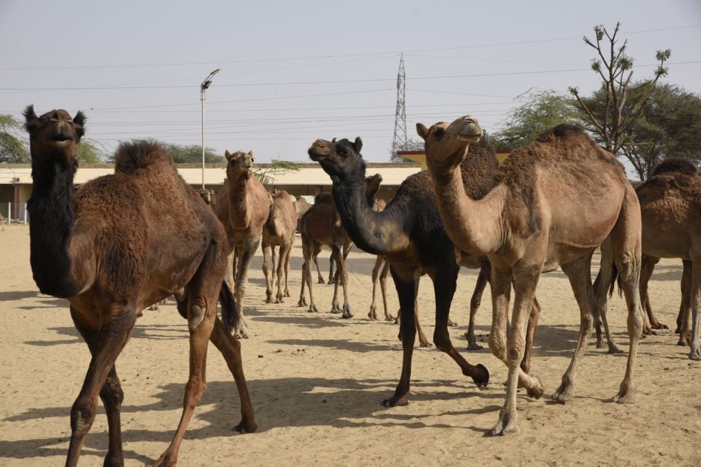 Around 3 p.m., camels are brought in from the fields where they have been grazing to guzzle water and be fed at the National Research Centre on Camels south of Bikener. A camel can drink hundreds of litres of water in a few minutes and go a couple weeks between drinks. (Richard McGuire photo)