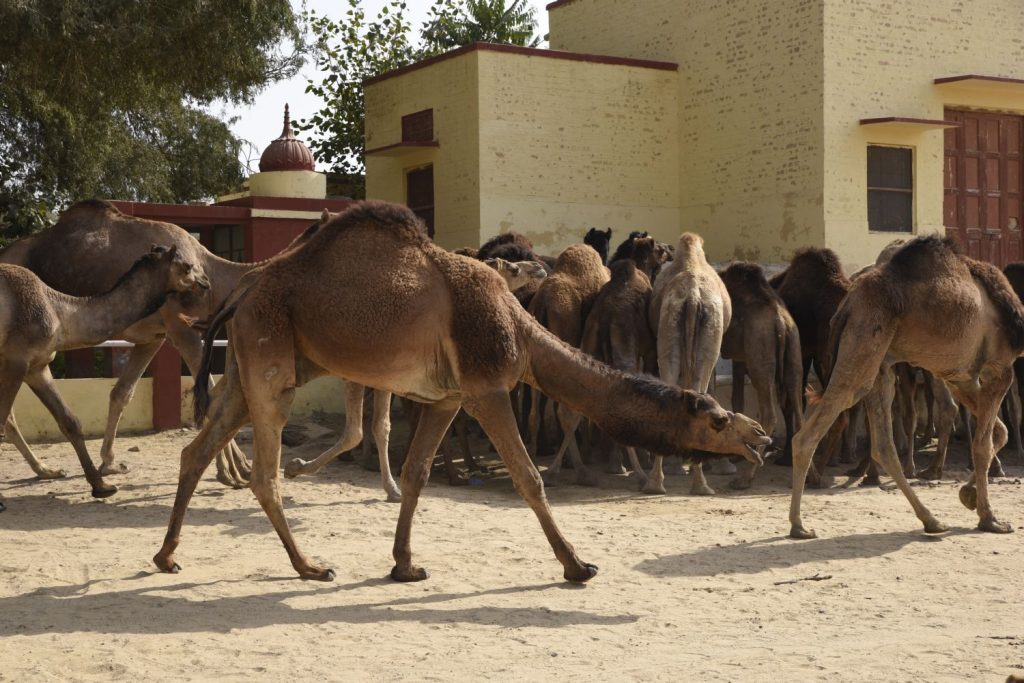 Camels stroll by while others are lined up to drink water at a trough at the National Research Centre on Camels south of Bikener, Rajasthan. The NRCC conducts extensive research on camels in areas such as breeding, disease control and development of dairy products and products from the skin and bones of camels that have died naturally. (Richard McGuire photo)