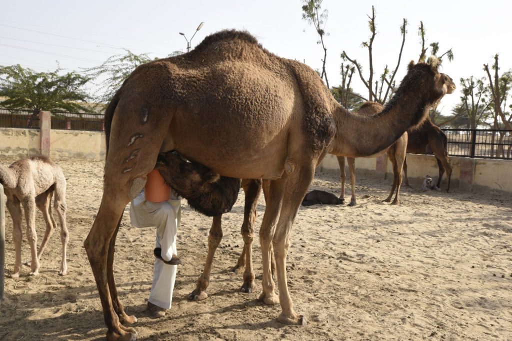 While a young camel enjoys a refreshing drink of warm milk from its mother, a milkman takes milk from the "udder" side. Camel milk is low in fat and is said to offer other health benefits. The camels are kept at the National Research Centre on Camels south of Bikener. (Richard McGuire photo)