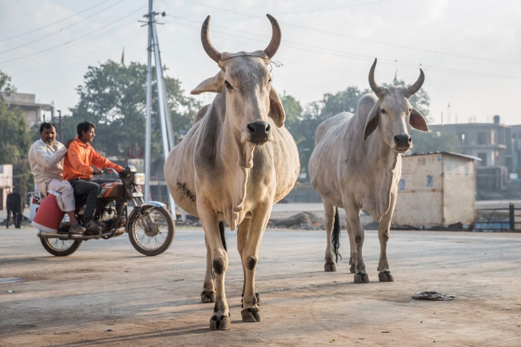 Two cows stand nonchalantly on a street in Ujjain, Madhya Pradesh as a motorcycle with two men drives past. Often motorcycles take numerous passengers -- I've seen as many as a family of five -- and very few people in India wear helmets. (© Richard McGuire photo)
