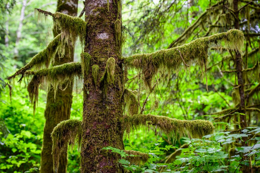 Mosses hang from trees on the Butze Rapids Trail near Prince Rupert, B.C. (Richard McGuire photo)