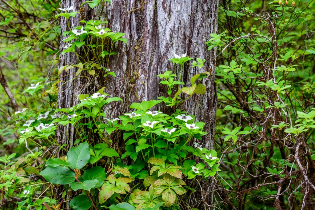 Plants grow up the side of a tree on the Butze Rapids Trail near Prince Rupert, B.C. (Richard McGuire photo)