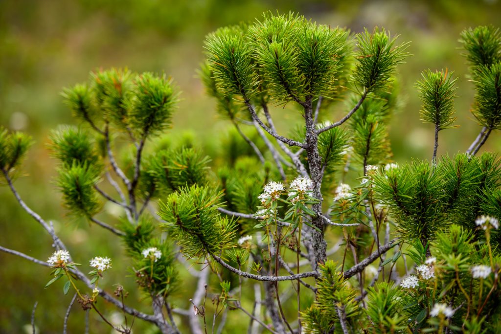Labrador tea grows among a young pine on the Butze Rapids Trail near Prince Rupert, B.C. (Richard McGuire photo)