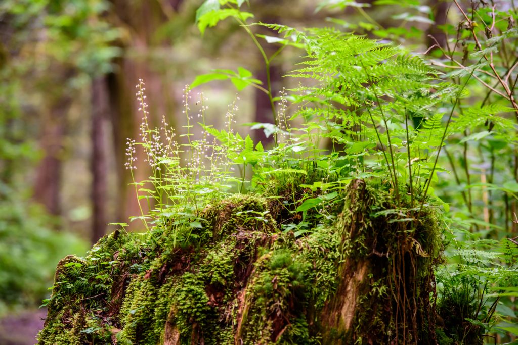 New plants grow on top of a rotting stump on the Butze Rapids Trail near Prince Rupert, B.C. (Richard McGuire photo)