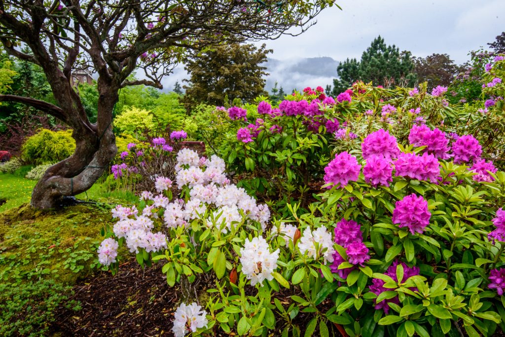 Rhododendrons grow in the Sunken Gardens in Prince Rupert, B.C. The gardens were put in the foundation dug for a courthouse that ended up being built rather east. (Richard McGuire photo)