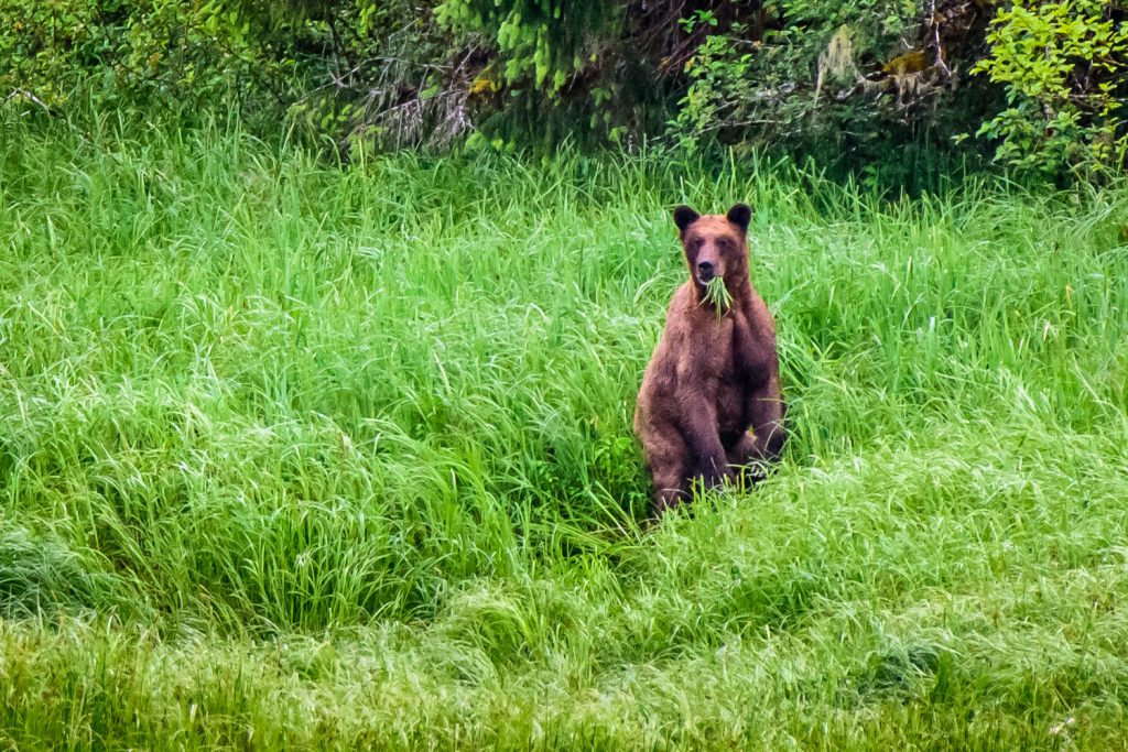 A female grizzly bear stands up while eating sedge grass at Khutzeymateen Grizzly Bear Sanctuary. (Richard McGuire photo)
