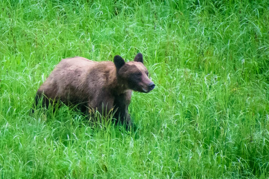 A young male grizzly bear makes his way through sedge grass at Khutzeymateen Grizzly Bear Sanctuary. (Richard McGuire photo)