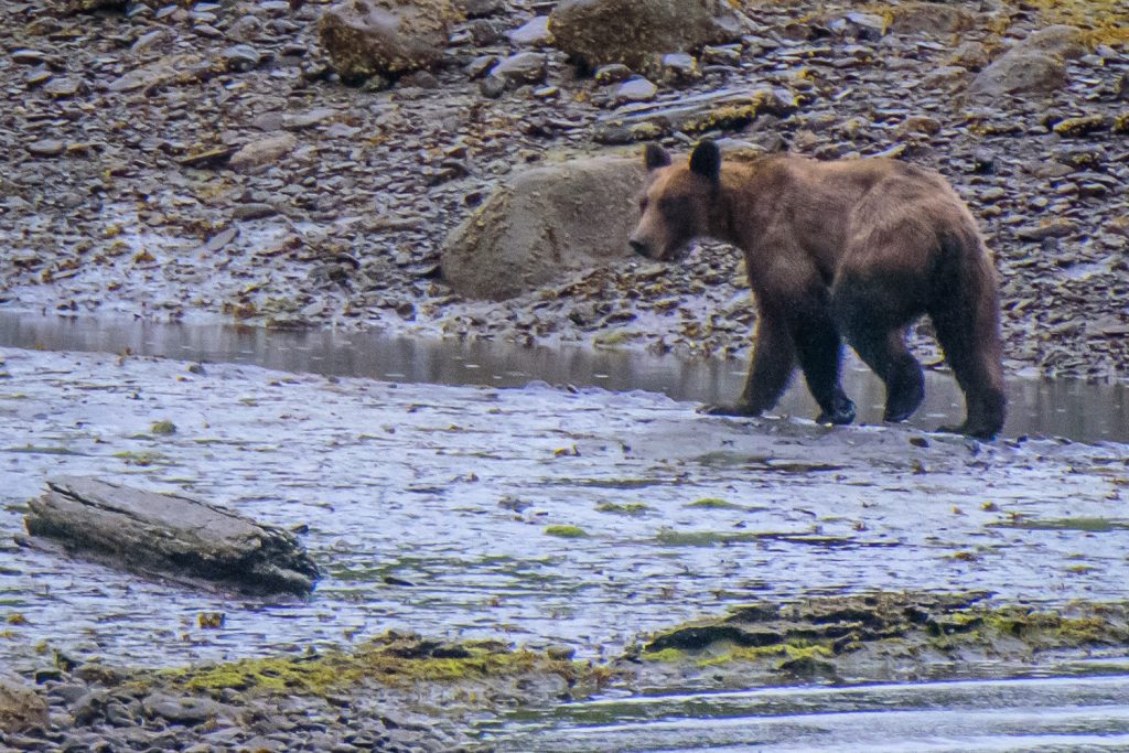 A young male grizzly bear makes his way along the shoreline at Khutzeymateen Grizzly Bear Sanctuary. (Richard McGuire photo)