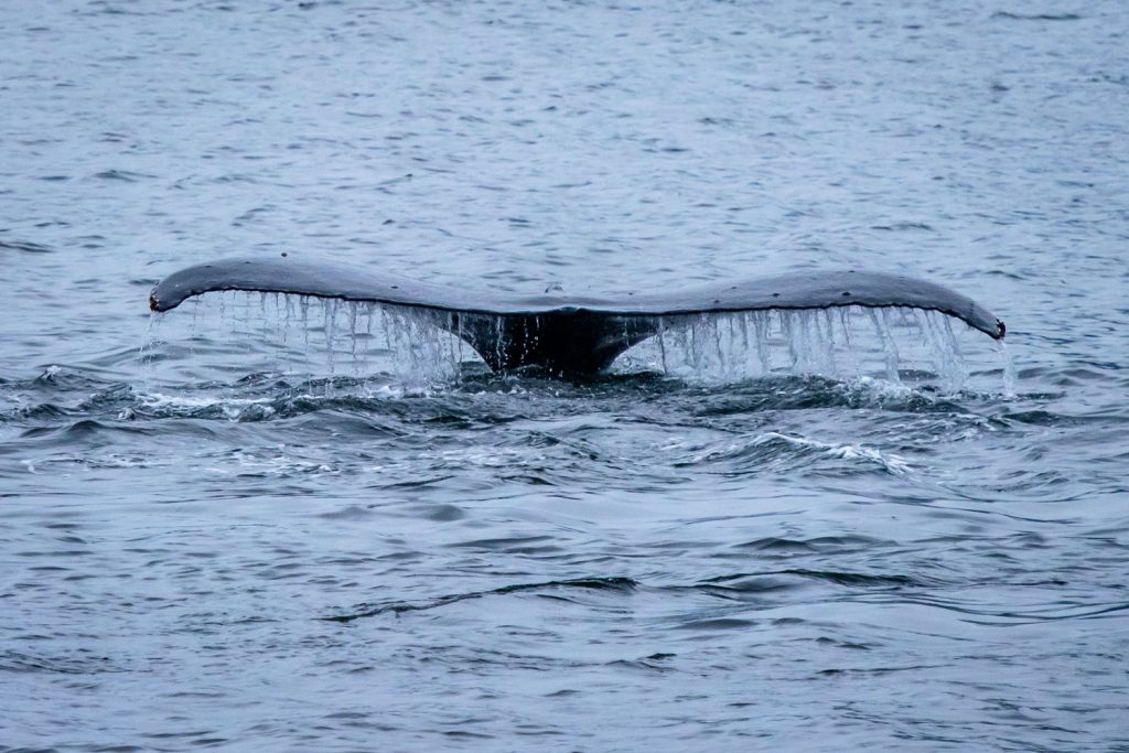 A humpback whale raises its tail from the water as it dives in the Pacific Ocean near Khutzeymateen Grizzly Bear Sanctuary. (Richard McGuire photo)