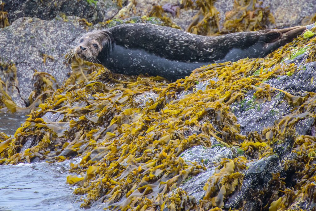 Harbour seals chill out on a rocky island as they take a break from fishing in the Pacific Ocean near Khutzeymateen Grizzly Bear Sanctuary. (Richard McGuire photo)