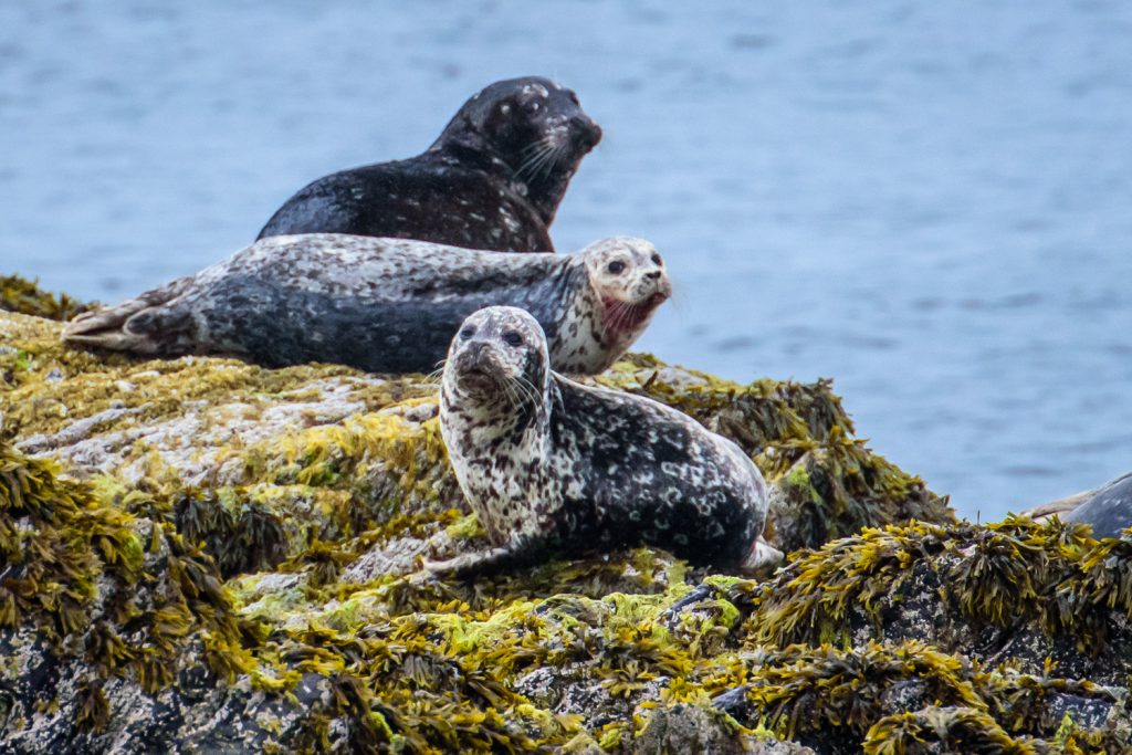 Harbour seals chill out on a rocky island as they take a break from fishing in the Pacific Ocean near Khutzeymateen Grizzly Bear Sanctuary. (Richard McGuire photo)
