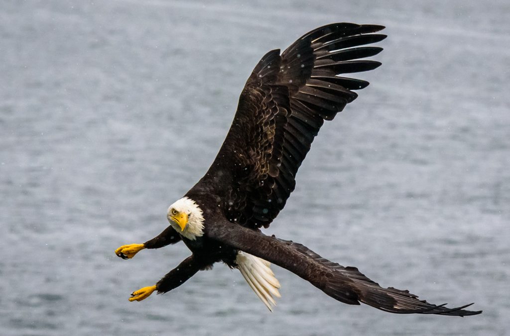 A bald eagle swoops down for pieces of meat thrown from a tour boat near Prince Rupert, B.C. (Richard McGuire photo)