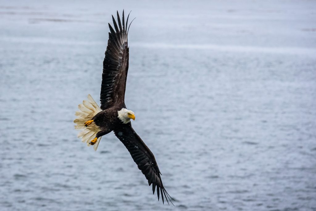 A bald eagle swoops down for pieces of meat thrown from a tour boat near Prince Rupert, B.C. (Richard McGuire photo)