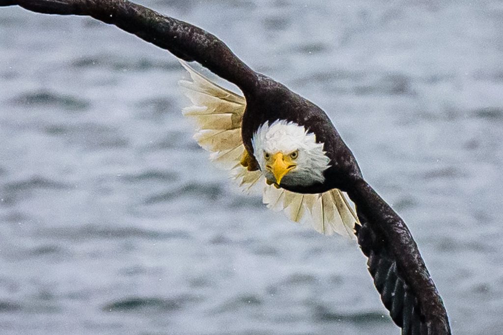 A bald eagle swoops down for pieces of meat thrown from a tour boat near Prince Rupert, B.C. (Richard McGuire photo)