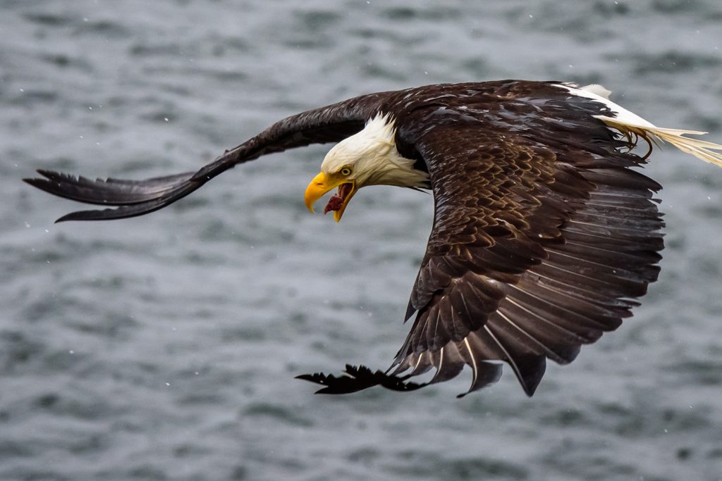 A bald eagle swoops down for pieces of meat thrown from a tour boat near Prince Rupert, B.C. (Richard McGuire photo)