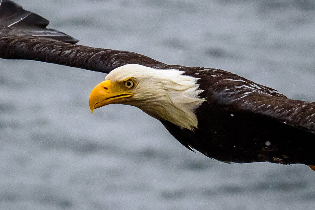 A bald eagle swoops down for pieces of meat thrown from a tour boat near Prince Rupert, B.C. (Richard McGuire photo)