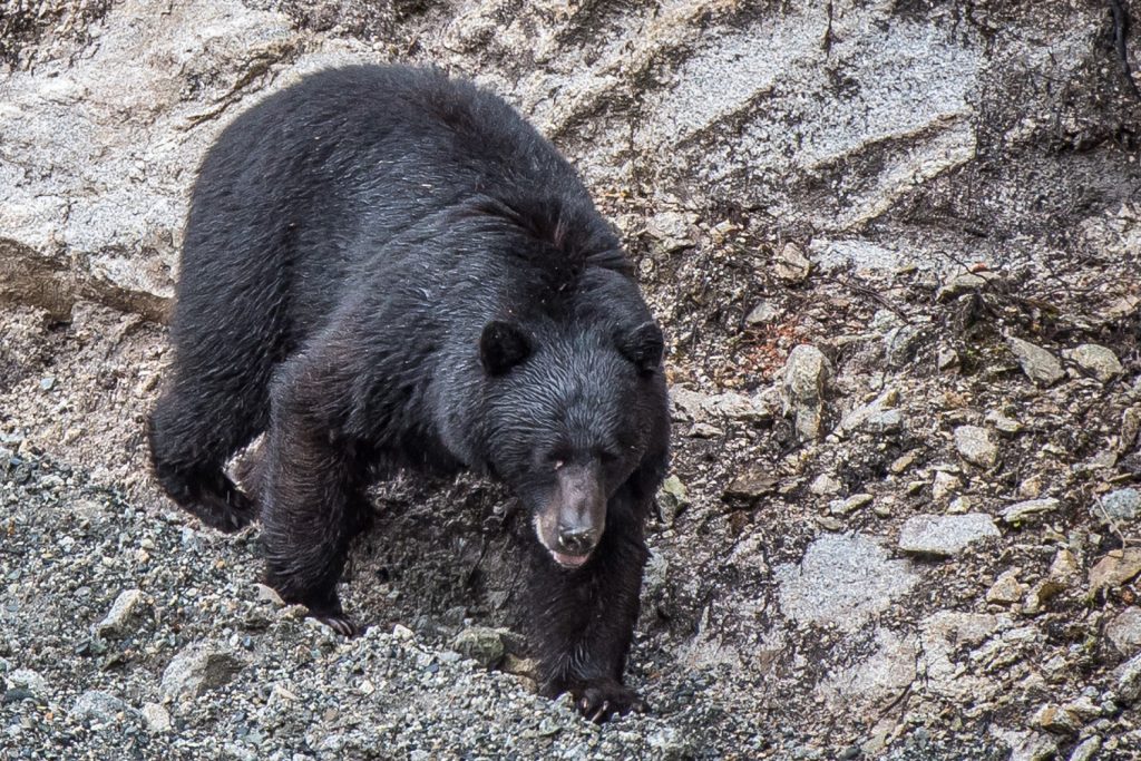A black bear strolls next to the roadway between Stewart, B.C. and Hyder, Alaska. (Richard McGuire photo)