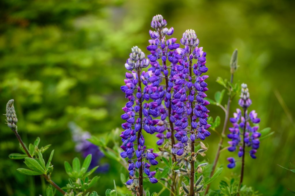 These purple lupins were growing in many places along the Cassiar Highway. (Richard McGuire photo)