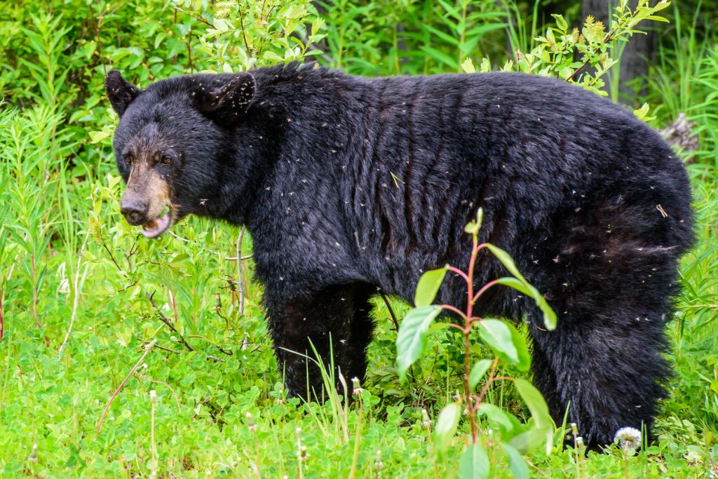 This black bear was munching on vegetation beside the Cassiar Highway. I stayed safely in my car as I photographed her. She glanced at me, but didn't seem perturbed, though she made her way slowing into the bushes. She was a magnet for insects. (Richard McGuire photo)