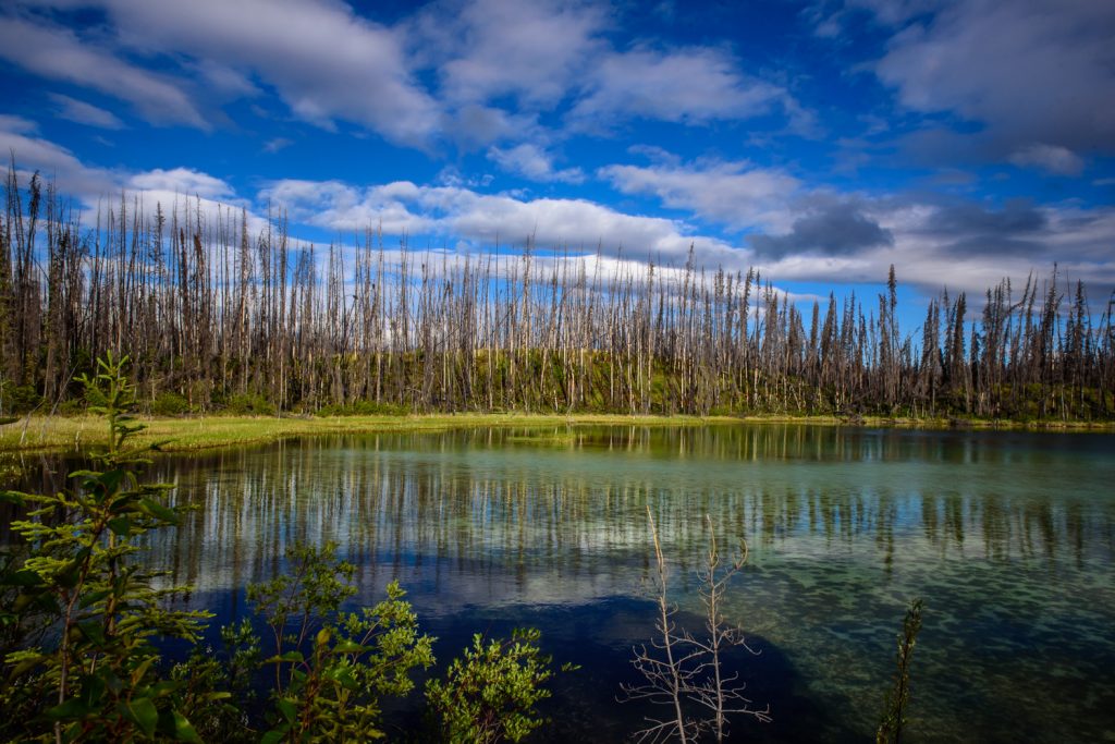A forest fire a number of years ago left spindles of dead trees over a large area, seem behind this peaceful lake off the Cassiar Highway. (Richard McGuire photo)