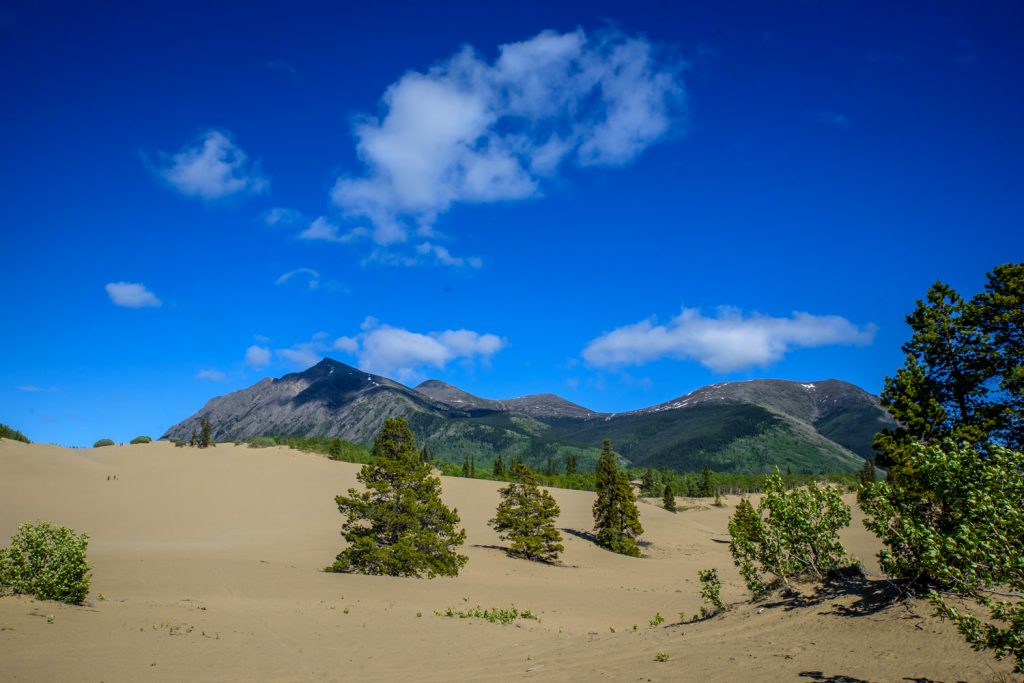 Carcross boasts the world's smallest desert. It's actually sand dunes left behind by a shrinking glacial lake. (Richard McGuire photo)