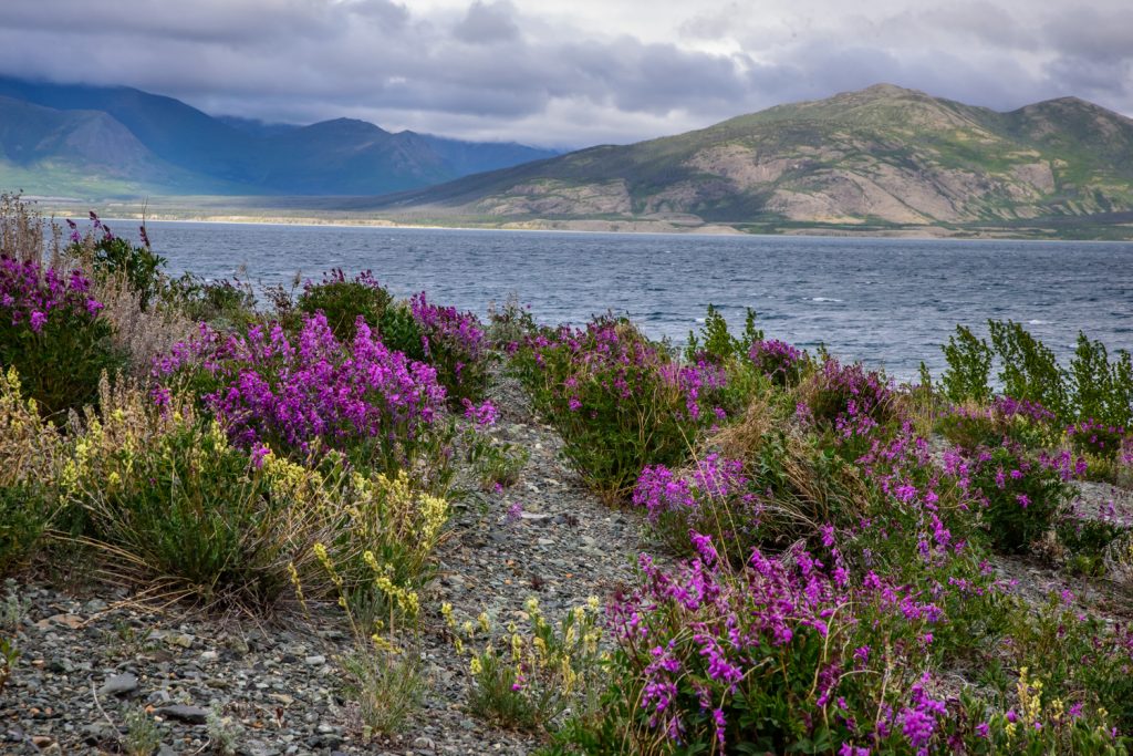 It was a rainy day when I drove to Haines Junction. That evening I went for a drive up to Destruction Bay on Kluane Lake, skirting Kluane National Park. The sun gradually emerged from the clouds, creating some dramatic weather. (Richard McGuire photo)
