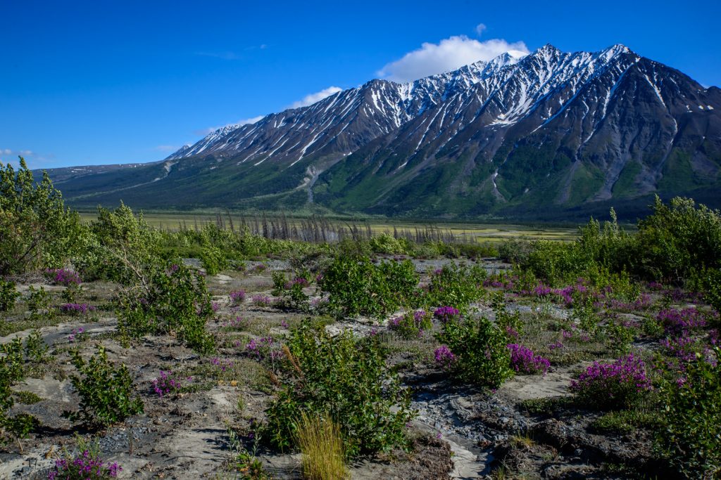 I took a short hike into the Alsek Valley west of Haines Junction. (Richard McGuire photo)