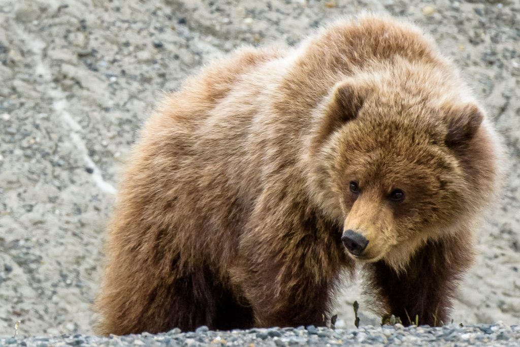 I spotted this young grizzly bear eating vegetation on the shoulder of the Alaska Highway just east of Haines Junction, Yukon. I watched discretely from my car on the opposite shoulder of the road and the bear saw me, but kept on eating. Only when some people in an RV pulled up a few feet away from it and called to it did it take off into the bush. (Richard McGuire photo)