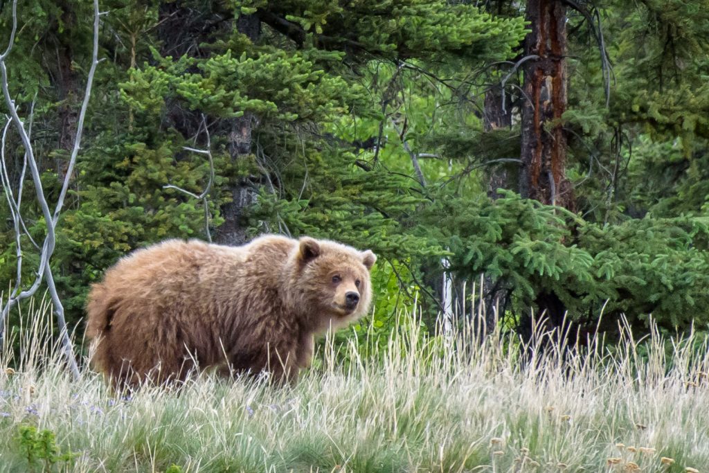 I spotted this young grizzly bear eating vegetation on the shoulder of the Alaska Highway just east of Haines Junction, Yukon. I watched discretely from my car on the opposite shoulder of the road and the bear saw me, but kept on eating. Only when some people in an RV pulled up a few feet away from it and called to it did it take off into the bush. (Richard McGuire photo)