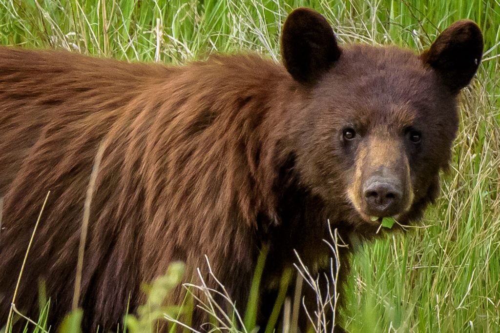 I spotted this black bear eating vegetation on the opposite side of the Alaska Highway from me. It saw me, but kept on eating as I watched with a long lens. This was taken in northern B.C. just south of the Yukon border near the Liard River. (Richard McGuire photo)