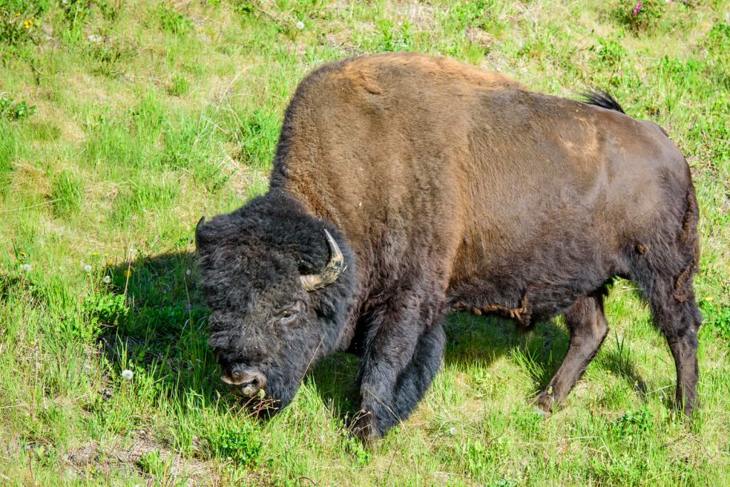 This wood bison was grazing beside the Alaska Highway in northern B.C. in the Liard River area, just south of the Yukon border. They were extirpated, but have been reintroduced to the area. (Richard McGuire photo)