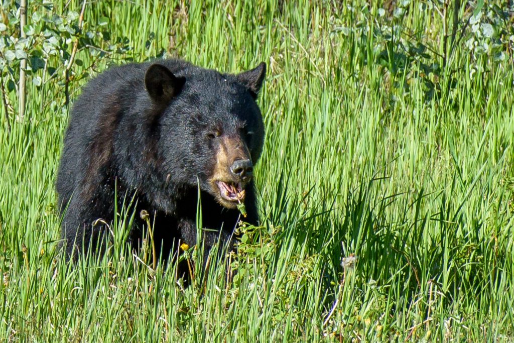 I spotted this black bear eating vegetation on the opposite side of the Alaska Highway from me. It saw me, but kept on eating as I watched with a long lens. This was taken in northern B.C. just south of the Yukon border near the Liard River. (Richard McGuire photo)